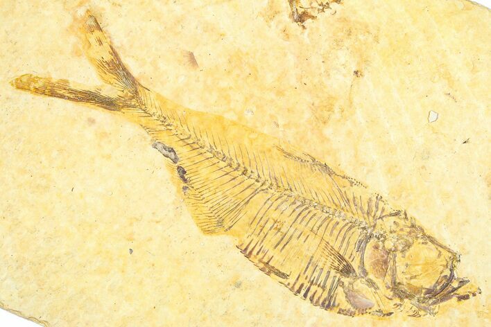 Bargain, Fossil Fish (Diplomystus) - Wyoming #379510